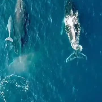 Beautiful blue whale family 😊