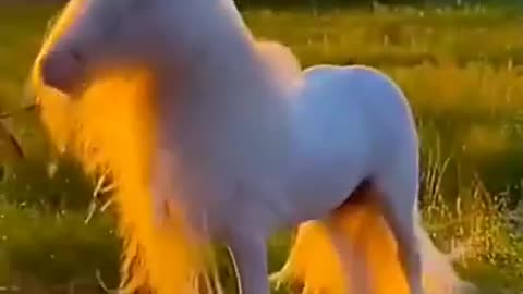 A beautiful horse 🐎 nice