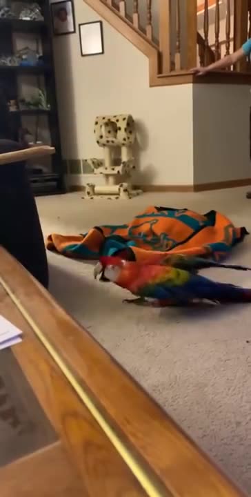 Parrot Screams During Peekaboo || ViralHog