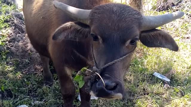The buffalo was surprised to see the person filming the video