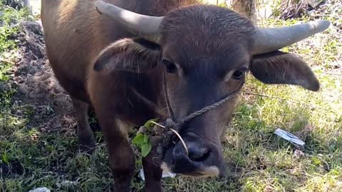 The buffalo was surprised to see the person filming the video