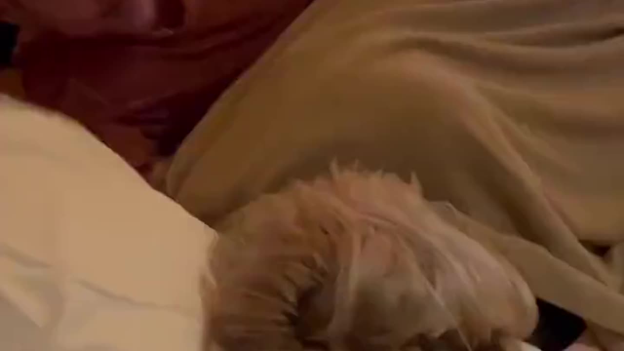 Diplo trolling xQc when he passed out after 1 beer at his party