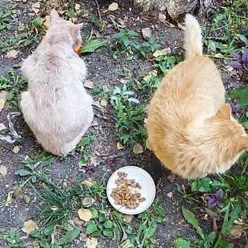 kitty Alice and cat Peach are eating