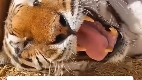 A golden retriever 🐅
