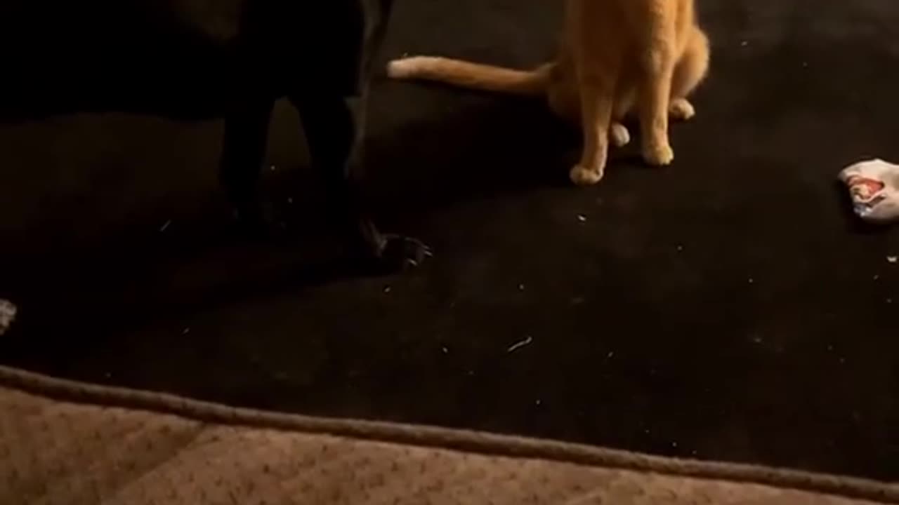 Cat won :)
