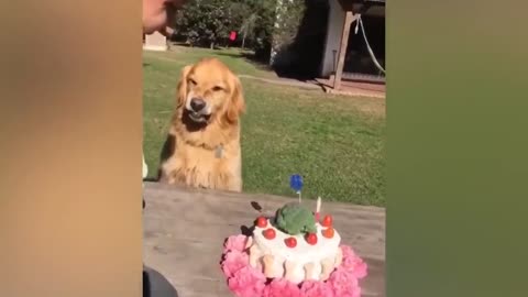 Dog Reaction to Cutting Cake 🤣 - Funny Dog Cake Reaction Compilation | Pets House