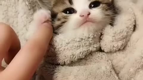 The cutest baby cat ever!!