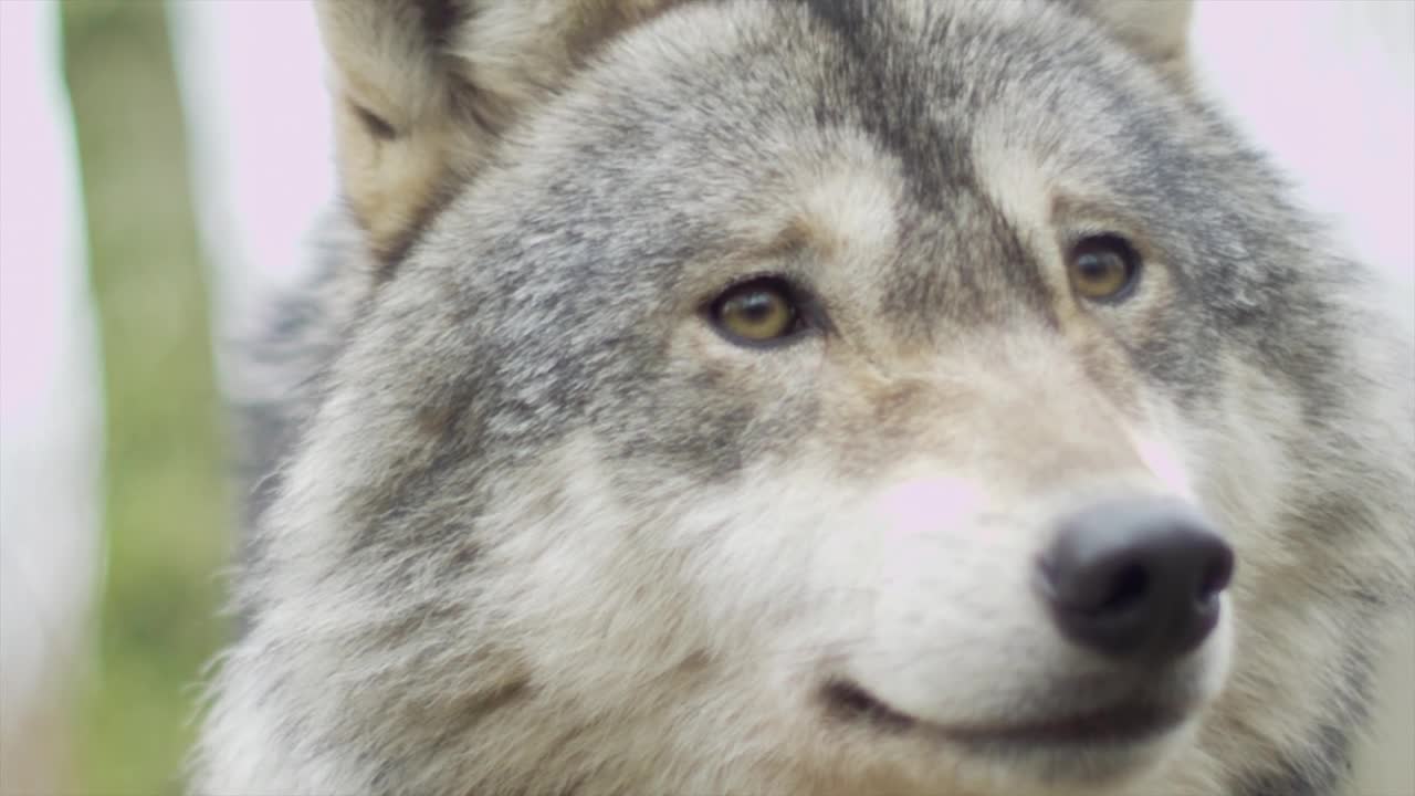 The wolf looks at the camera in a strange way