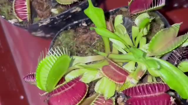 Bunch of cannibal flowers