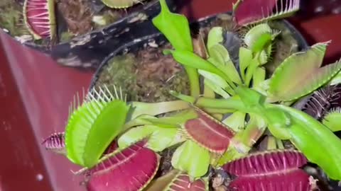 Bunch of cannibal flowers