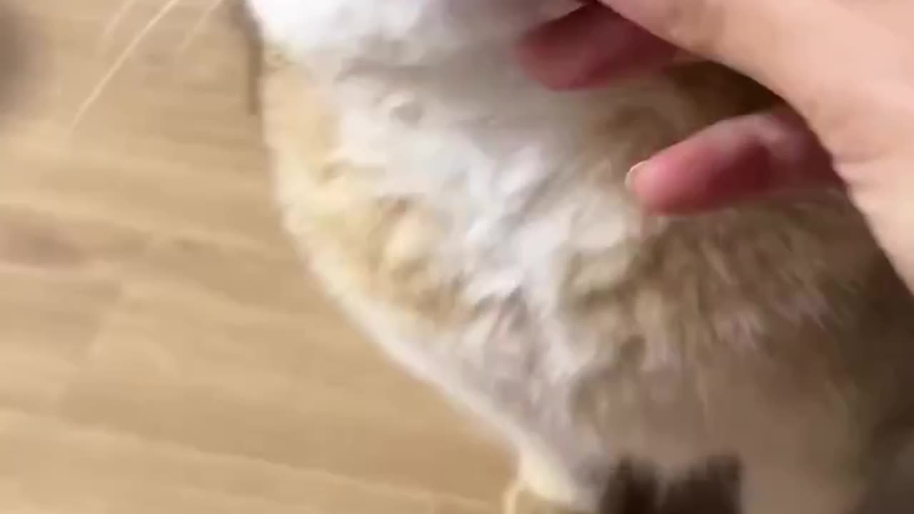 Adorable cat enjoying her meal (Dry Fish) 🐟🤤