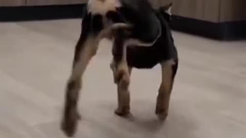 HAPPY DOG DANCING VIDEO 🐶😍😀