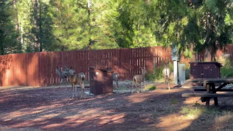 Deer crossing