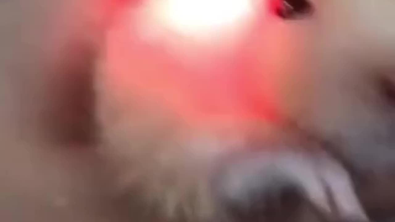 TRY NOT TO LAUGH 😆 Best Funny Videos Compilation 😂😁😆