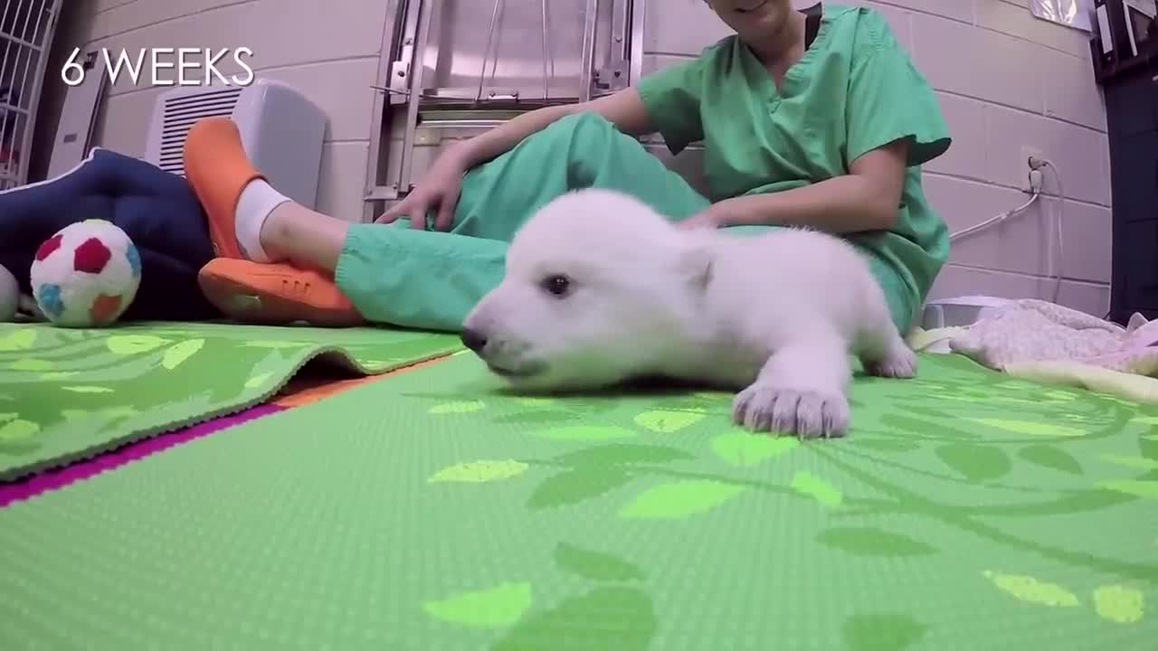 Nora the polar bear cub growing up