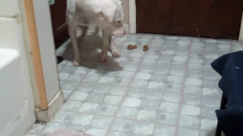 Dog Shits everywhere! (pitbull)