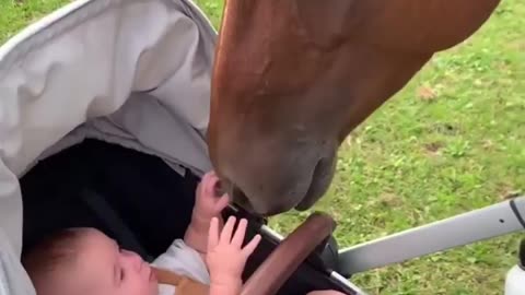 Horse loves cute baby