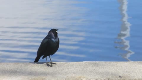 bar bird