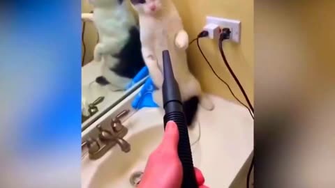 Funny Animals