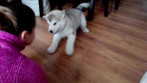 Alaskan malamute puppy talk