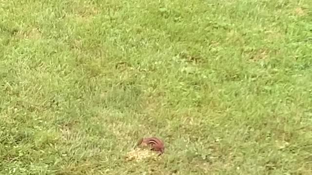 Chipmunk Stashing Breakfast . Corn and Sunflower Seeds 7.17.2021