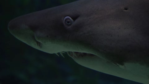 Shark in an aquarium