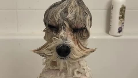 Lovely dog bath time