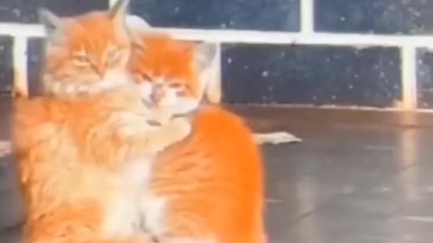 Los Mejores Videos de Gatos Chistosos