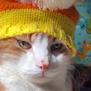 Cat wears beanie