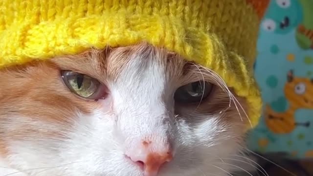 Cat wears beanie