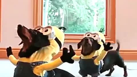 Cute dachshund grabs bananas
