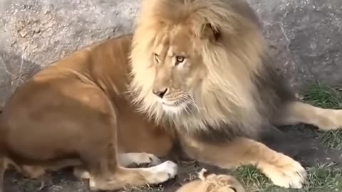 Lion father