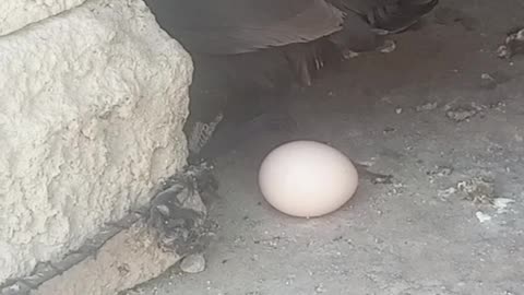 See how hen laying an 🥚