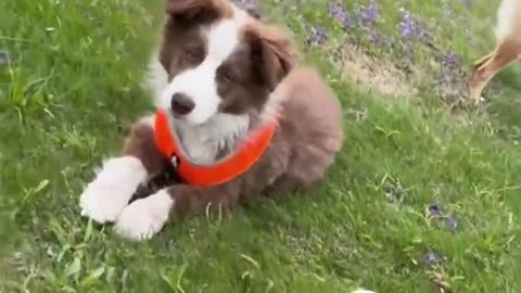 Dogs Are So Funny Cute Latest Dogs Videos Compilations 🐶😂😂