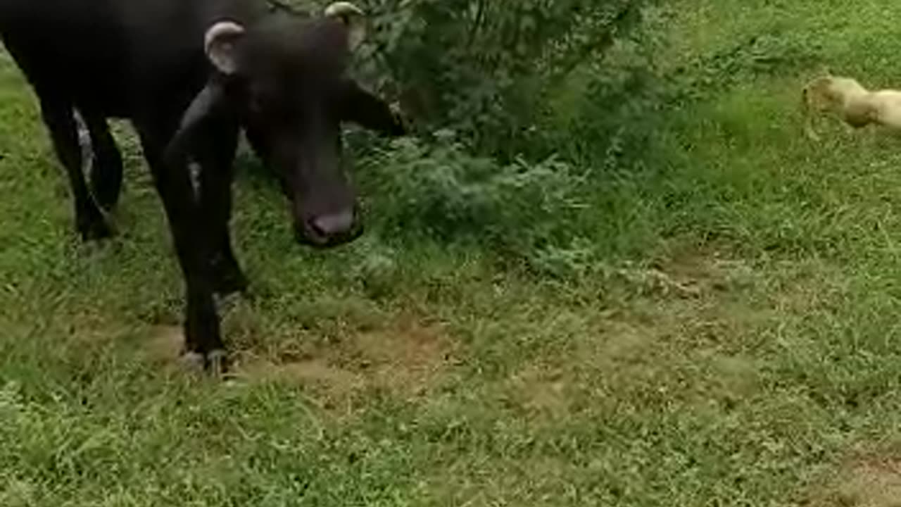 Buffalo On The Fields #cattlefarm