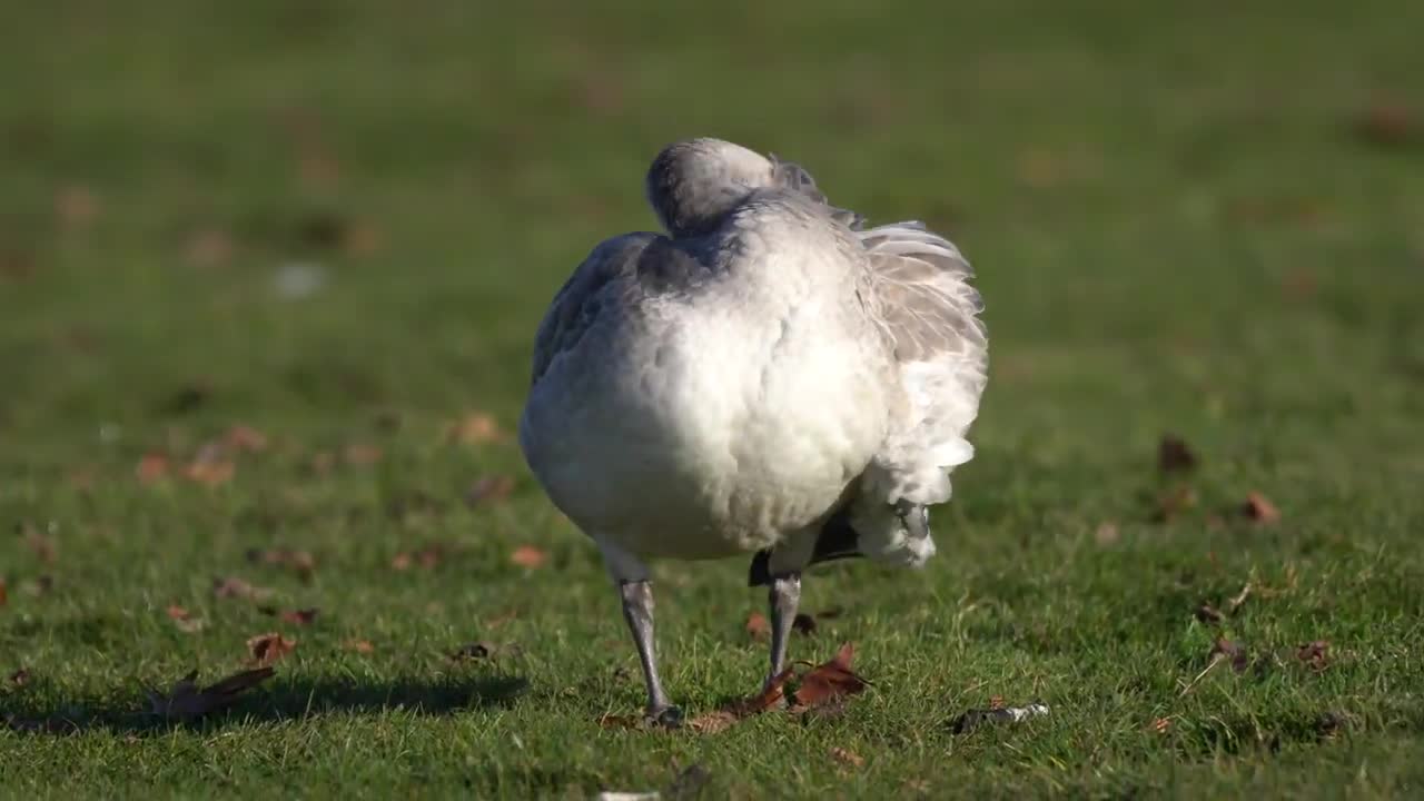 Snow Geese feeding and swimming