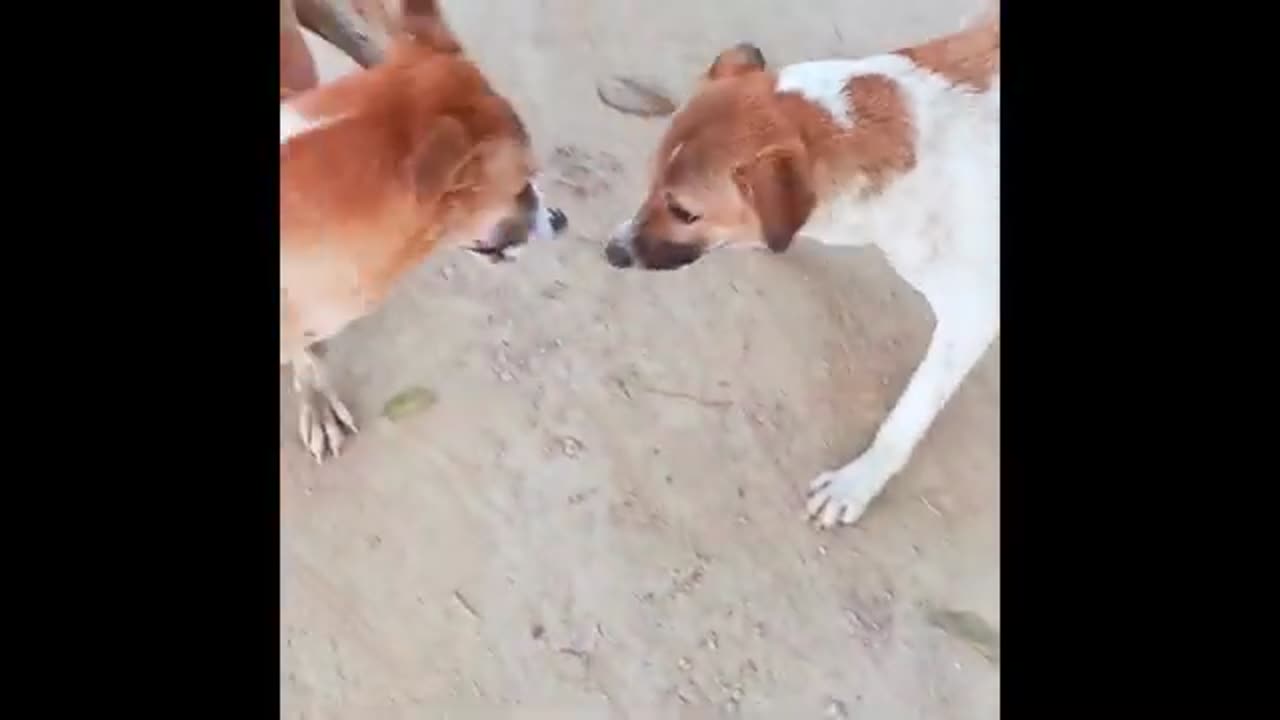 two cute young dogs playing on a road