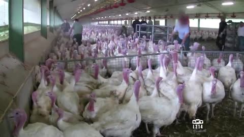 Incredible Poultry Farm Technology Produces Million Turkeys 🍗 - Modern Turkey processing Factory