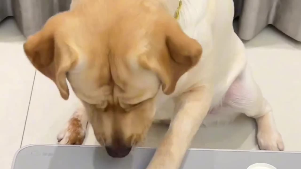 Funny dog part-17