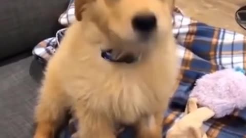 Super Cute Dog! Cute and Funny Dog Video #shorts