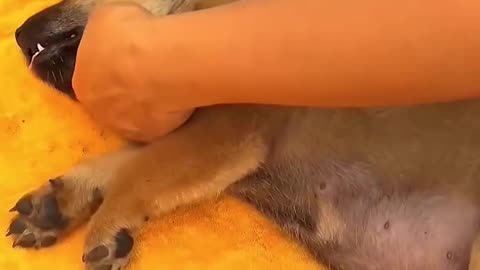 Near death puppy meets loving women #inspiration #motivation