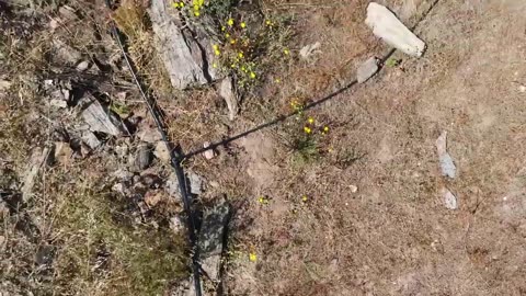 We planted a forest in the ashes - here’s what happened