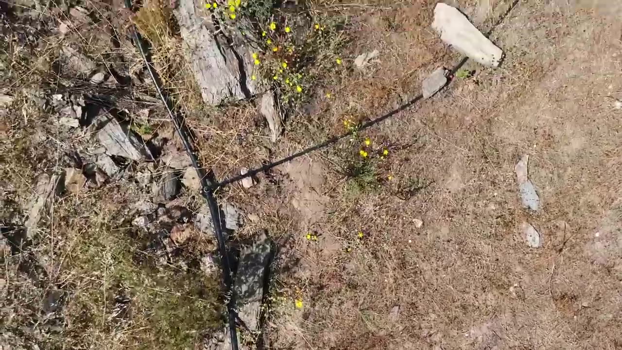 We planted a forest in the ashes - here’s what happened