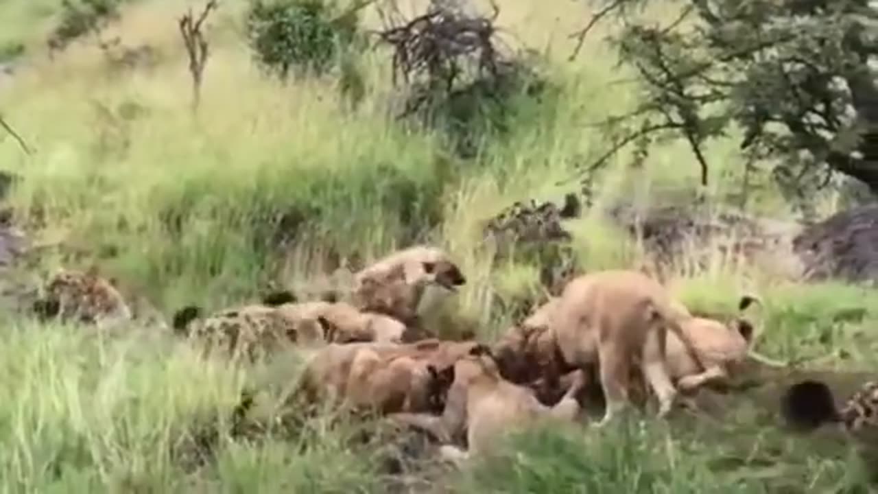 Lions face off with hyenas