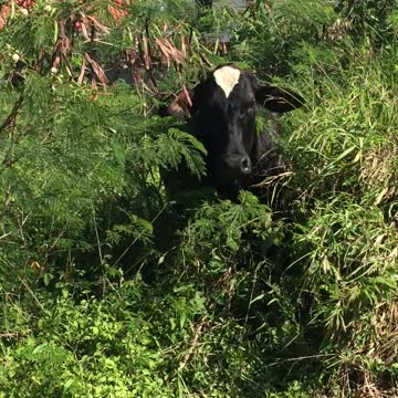 GUINNESS HIDING FROM FARM DUTIES