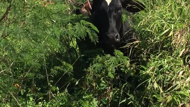 GUINNESS HIDING FROM FARM DUTIES