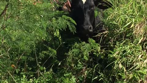 GUINNESS HIDING FROM FARM DUTIES