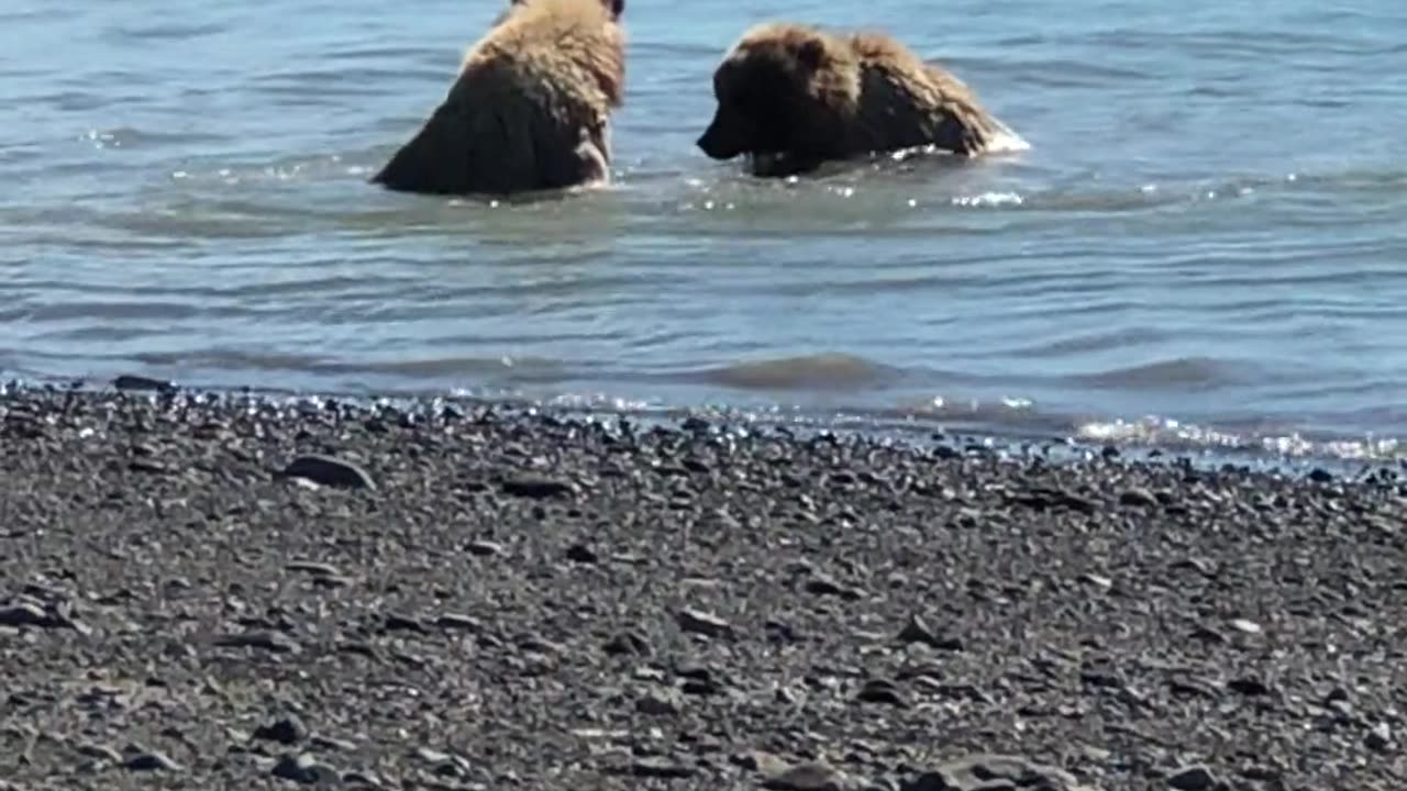 River Rendezvous: Playful Prowess of Two Bears