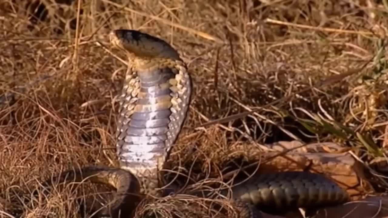 Lion Try To Save Her Cubs From The World's Most Venomous Snakes, But...