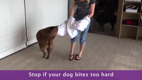 The Do's and Don'ts of Roughhousing With Your Dog
